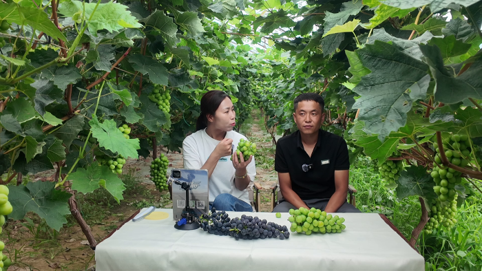 采摘葡萄2